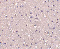 Anti-CRMP1 antibody used in IHC (Paraffin sections) (IHC-P). GTX31723
