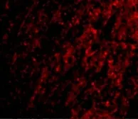 Anti-ATG12 antibody used in IHC (Paraffin sections) (IHC-P). GTX31769