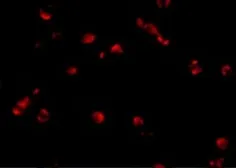 Anti-STK39 antibody used in Immunocytochemistry/ Immunofluorescence (ICC/IF). GTX31784