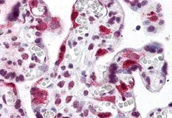 Anti-LZTS2 antibody used in IHC (Paraffin sections) (IHC-P). GTX31787