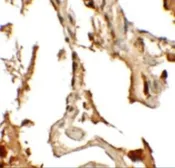 Anti-RILPL2 antibody used in IHC (Paraffin sections) (IHC-P). GTX31848