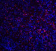 Anti-ABCA7 antibody used in IHC (Paraffin sections) (IHC-P). GTX31856