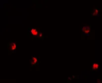 Anti-p57 Kip2 antibody used in Immunocytochemistry/ Immunofluorescence (ICC/IF). GTX31859
