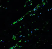 Anti-BCL9L antibody used in IHC (Paraffin sections) (IHC-P). GTX32006