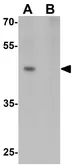 Anti-MLIP antibody used in Western Blot (WB). GTX32056