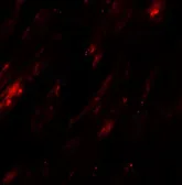 Anti-SELK antibody used in IHC (Paraffin sections) (IHC-P). GTX32088