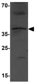 Anti-MTERFD3 antibody used in Western Blot (WB). GTX32114