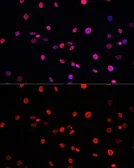 Anti-Histone H3T11ph (phospho Thr11) antibody used in Immunocytochemistry/ Immunofluorescence (ICC/IF). GTX32417