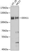 Anti-DDX11 antibody used in Western Blot (WB). GTX32556