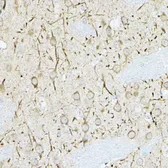 Anti-DUSP6 antibody used in IHC (Paraffin sections) (IHC-P). GTX32567