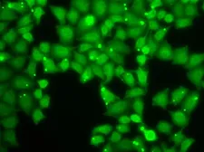 Anti-eIF3e antibody used in Immunocytochemistry/ Immunofluorescence (ICC/IF). GTX32579