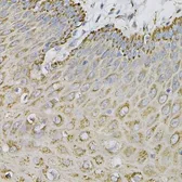 Anti-Ephrin A1 antibody used in IHC (Paraffin sections) (IHC-P). GTX32588