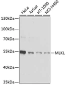 Anti-MLKL antibody used in Western Blot (WB). GTX32722