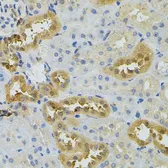 Anti-NAT8 antibody used in IHC (Paraffin sections) (IHC-P). GTX32737