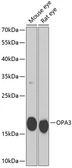 Anti-OPA3 antibody used in Western Blot (WB). GTX32767
