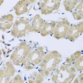 Anti-SYT4 antibody used in IHC (Paraffin sections) (IHC-P). GTX32906