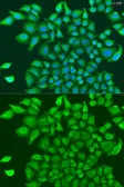Anti-TUBGCP3 antibody used in Immunocytochemistry/ Immunofluorescence (ICC/IF). GTX32942
