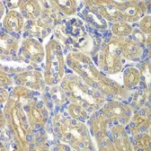 Anti-BAIAP2 antibody used in IHC (Paraffin sections) (IHC-P). GTX33034