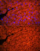 Anti-C3 / C3c antibody used in IHC (Paraffin sections) (IHC-P). GTX33050