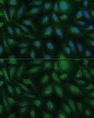 Anti-COG2 antibody used in Immunocytochemistry/ Immunofluorescence (ICC/IF). GTX33105