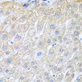 Anti-COX1 antibody used in IHC (Paraffin sections) (IHC-P). GTX33113