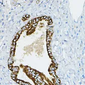 Anti-IRAK4 antibody used in IHC (Paraffin sections) (IHC-P). GTX33274