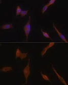Anti-Melanophilin antibody used in Immunocytochemistry/ Immunofluorescence (ICC/IF). GTX33313