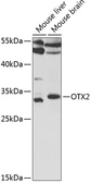 Anti-OTX2 antibody used in Western Blot (WB). GTX33377