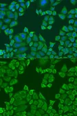 Anti-PABPC4 antibody used in Immunocytochemistry/ Immunofluorescence (ICC/IF). GTX33380
