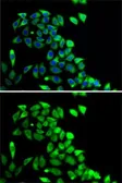 Anti-PTGES2 antibody used in Immunocytochemistry/ Immunofluorescence (ICC/IF). GTX33444