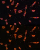 Anti-STING antibody used in Immunocytochemistry/ Immunofluorescence (ICC/IF). GTX33549