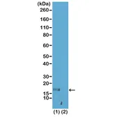 Anti-Histone H3K56me1 (Mono-methyl Lys56) antibody [RM180] used in Western Blot (WB). GTX33594