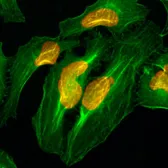 Anti-Histone H2A antibody [RM225] used in Immunocytochemistry/ Immunofluorescence (ICC/IF). GTX33618