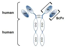 Anti-HMGB1 antibody [Giby-1-4] used in  (). GTX33926