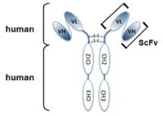 Anti-RAB6 (Q72L mutant specific) antibody [AA2] used in  (). GTX33942