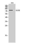 Anti-GLCNE antibody used in Western Blot (WB). GTX33966