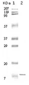 Anti-IL11 antibody [6D9A1] used in Western Blot (WB). GTX34009