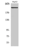 Anti-MAST205 antibody used in Western Blot (WB). GTX34072