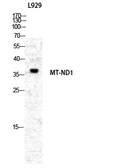 Anti-MT-ND1 antibody used in Western Blot (WB). GTX34092