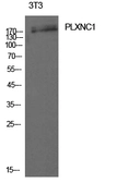 Anti-Plexin C1 antibody used in Western Blot (WB). GTX34127