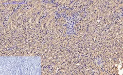 Anti-Caspase 9 antibody [3-20] used in IHC (Paraffin sections) (IHC-P). GTX34168