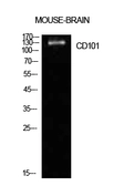 Anti-CD101 antibody used in Western Blot (WB). GTX34203