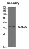 Anti-CD300C antibody used in Western Blot (WB). GTX34213