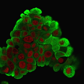 Anti-HSP27 antibody [G3.1] used in Immunocytochemistry/ Immunofluorescence (ICC/IF). GTX34784