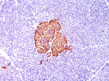 Anti-Insulin antibody [SPM139] used in IHC (Paraffin sections) (IHC-P). GTX34796