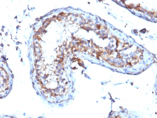 Anti-Moesin antibody [MSN/492] used in IHC (Paraffin sections) (IHC-P). GTX34848
