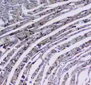 Anti-Integrin alpha 5 antibody used in IHC (Paraffin sections) (IHC-P). GTX35249