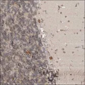 Anti-CDC14B antibody used in IHC (Paraffin sections) (IHC-P). GTX36294