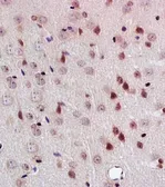 Anti-PEG3 antibody used in IHC (Paraffin sections) (IHC-P). GTX37357