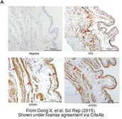 Anti-Neurotensin antibody used in IHC (Paraffin sections) (IHC-P). GTX37368